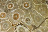 Polished Fossil Coral (Actinocyathus) - Morocco #110562-2